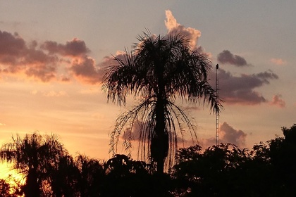 frieden-und-freude.net-sonnenaufgang-palme-paraguay