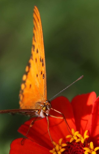 Rote Blüte und oranger Schmetterling-www.frieden-und-freude.net